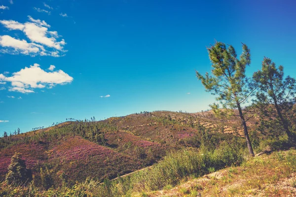 Mountain Landscape Spring Young Pine Forest Slopes Mountain Portugal — Stock Photo, Image