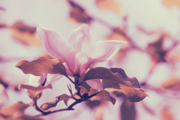 Albero Magnolia Fiore Fiori Magnolia Rosa Naturale Vintage Fiori Sfondo — Foto Stock