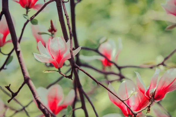 光秃秃的木兰花树 红色的木兰花自然复古花卉背景图 — 图库照片