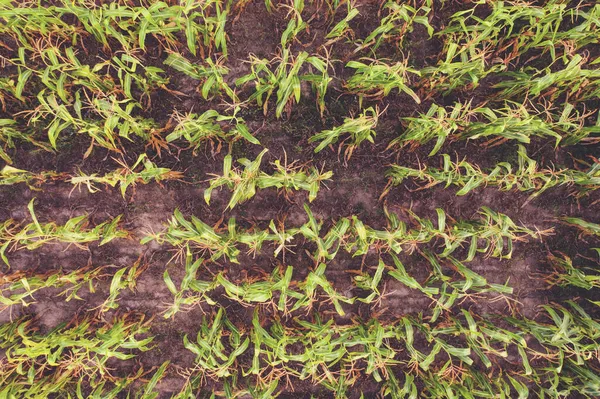 Widok Góry Pola Kukurydzy Naturalne Pochodzenie Rolnictwa Liście Młodych Pędów — Zdjęcie stockowe