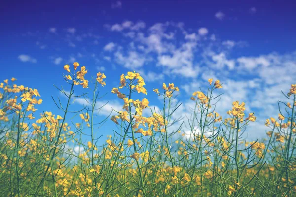 菜の花畑が咲いています 青い空に対する花 — ストック写真