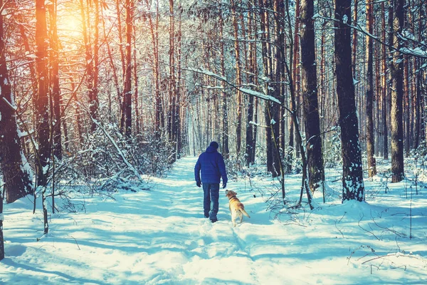 人和狗是最好的朋友 在一个阳光明媚的冬日 一个男人带着一只狗在雪地的森林里散步 — 图库照片