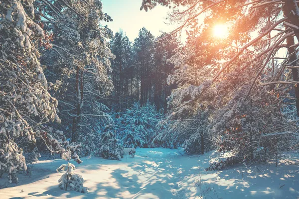 Foresta Innevata Una Giornata Invernale Soleggiata Pini Coperti Neve Natura — Foto Stock