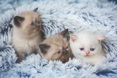 Yumuşak kürklü mavi battaniyenin altından bakan üç sevimli kedi yavrusu.