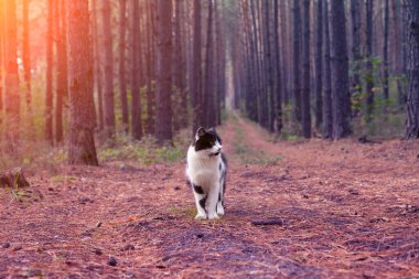 Siyah beyaz kedi çam ormanında yürüyor.