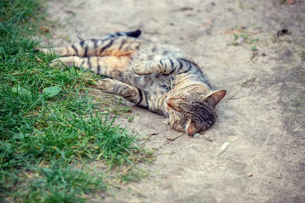 마당에 줄무늬 고양이 — 스톡 사진