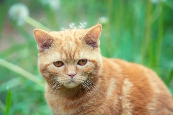 夏天的花园里 一只红猫在草地上散步 — 图库照片