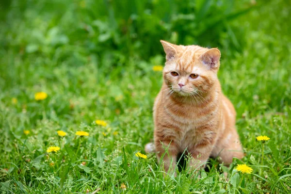 ジンジャー子猫は夏の庭で草の上を歩く — ストック写真