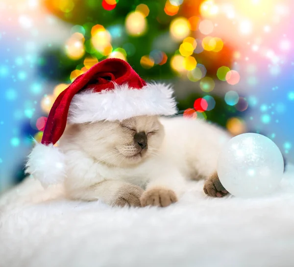 Een Grappig Katje Een Kerstmuts Slaapt Achtergrond Van Een Kerstboom — Stockfoto