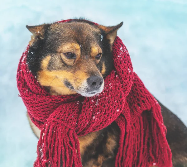 一只脖子上缠着一条针织围巾的狗坐在森林里的暴风雪中的画像 — 图库照片