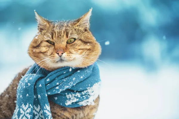 Retrato Gato Gracioso Una Bufanda Punto Gato Sentado Aire Libre — Foto de Stock