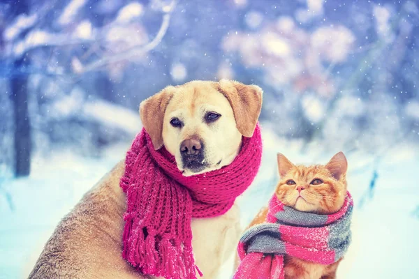 Kötött Sálat Viselő Kutya Macska Együtt Ülnek Kint Hóban Télen — Stock Fotó