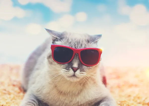 Gato Siamés Con Gafas Sol Playa —  Fotos de Stock