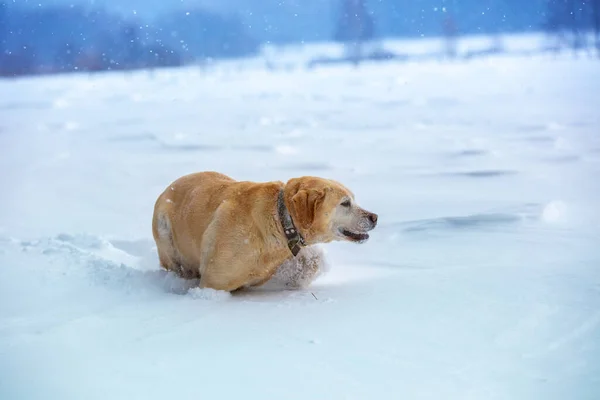 Labrador Retrívr Pes Procházky Venku Zimě Zasněžené Pole — Stock fotografie