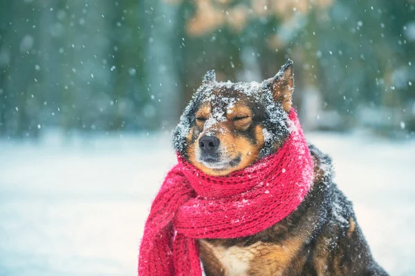 Portrait Dog Knitted Scarf Tied His Neck Sitting Blizzard Forest — Stock Photo, Image