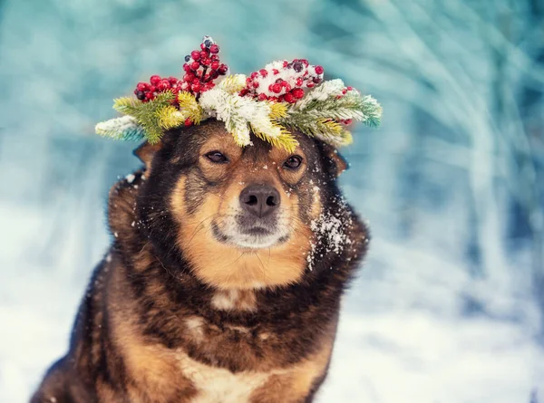 Portrait Dog Outdoors Winter Dog Wearing Red Christmas Wreath — Stock Photo, Image