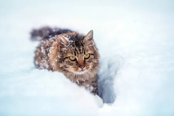 Кошка Улице Зимой Сибирская Серая Кошка Зимой Ходит Глубокому Снегу — стоковое фото