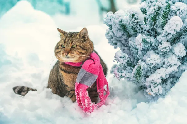 Γάτα Πλεκτό Μαντήλι Κάθεται Εξωτερικούς Χώρους Στο Χιόνι Χειμώνα Κατά — Φωτογραφία Αρχείου