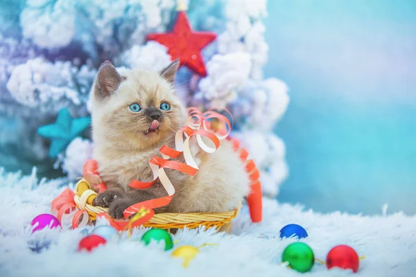 고양이가 크리스마스 장식이 바구니에 — 스톡 사진