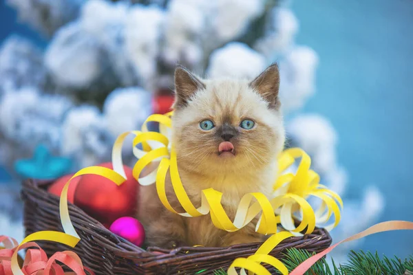 고양이가 크리스마스 장식이 바구니에 — 스톡 사진