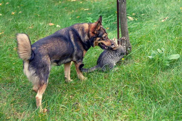 Лучшие Друзья Собаки Кошки Играют Вместе Открытом Воздухе — стоковое фото