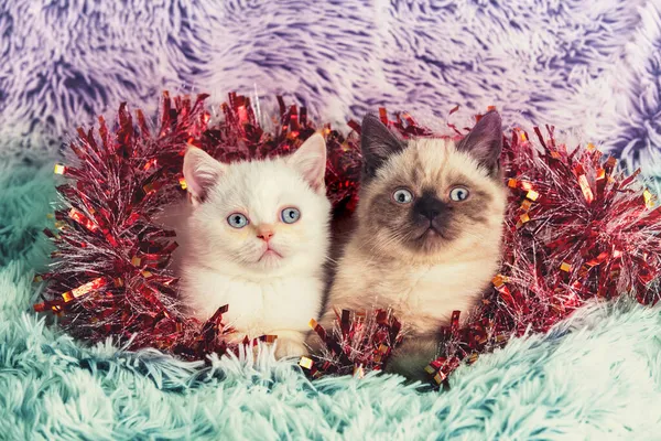 Дві Милі Маленькі Кошенята Різдвяними Прикрасами Кошенята Загорнуті Мішуру Сидять — стокове фото