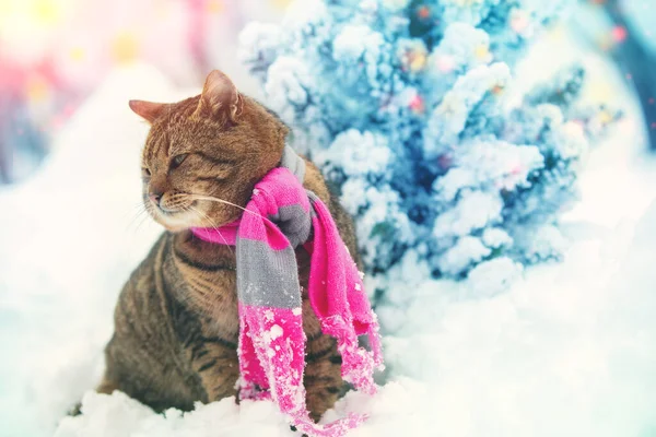 Kat Een Gebreide Sjaal Buiten Kat Zit Winters Sneeuw Tijdens — Stockfoto