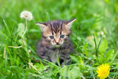 Küçük kedi yavrusu çimenlerde oturur. Dışarıdaki bir kedinin portresi