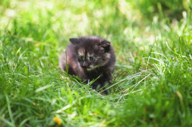Küçük şirin kaplumbağa kabuklu kedi yavrusu yeşil çimlerin üzerinde oturuyor.