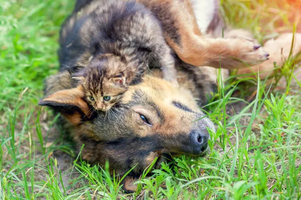 有趣的宠物 狗和猫最好的朋友一起在外面的草地上玩耍 小猫躺在狗的头上 — 图库照片