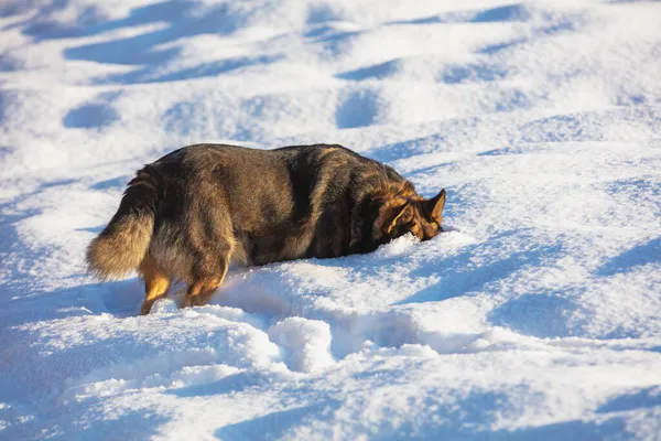 Собака Гуляет Глубоком Снегу Зимой Поле — стоковое фото