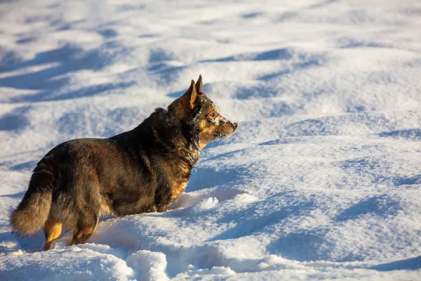 Perro Caminando Nieve Profunda Invierno Campo — Foto de Stock