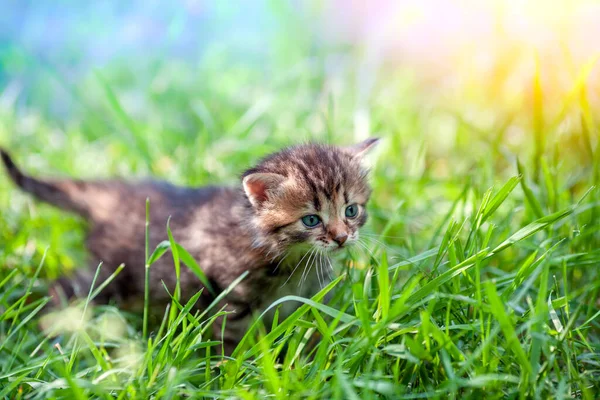 Malé Koťátko Kráčí Trávě Zeleném Trávníku — Stock fotografie