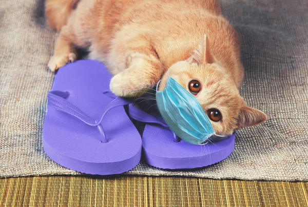 Ginger Cat Acostado Sandalias Chanclas Gato Con Mascarilla Médica Verano —  Fotos de Stock