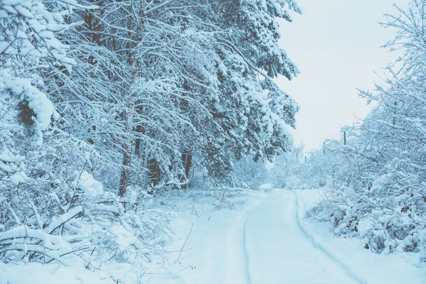 Route Dans Une Forêt Enneigée Pins Couverts Neige Nature Hivernale — Photo