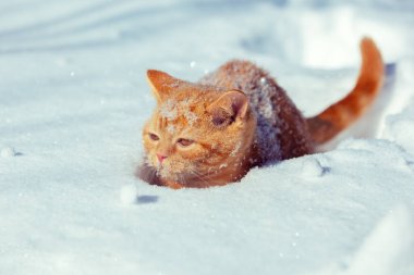 Küçük kızıl kedi kışın derin karda oturur.