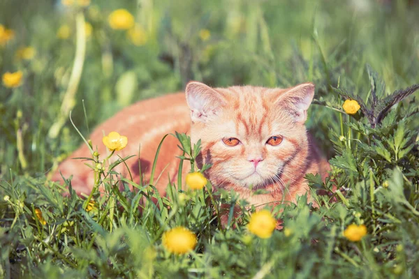 Small Ginger Kitten Lying Flower Lawn Cat Enjoying Spring — Stock Photo, Image