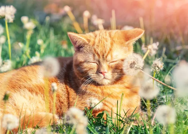 Ginger Kitten Sleeping Dandelion Field Cat Enjoying Spring Sun — Stock Photo, Image