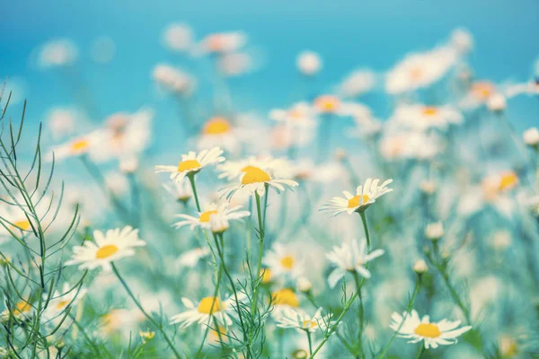 青い空に向かって野生のカモミールの花 美しい自然花の背景 — ストック写真