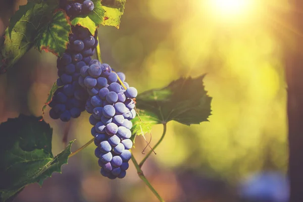 Bunch Red Grapes Vine Sunset Light — Fotografia de Stock