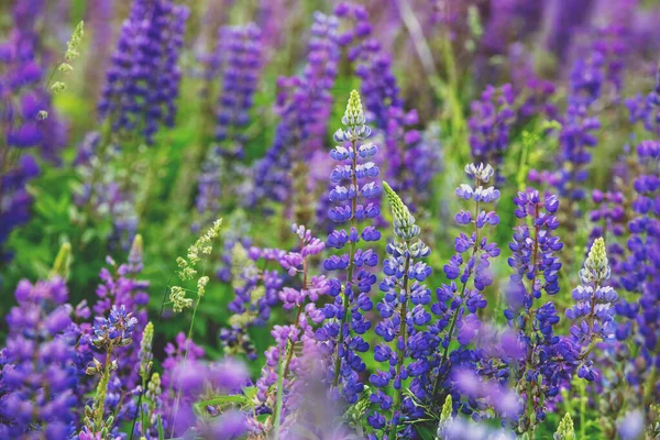 Blühende Wildblumen Aus Lupinen Frühling Blumen Natur Hintergrund — Stockfoto