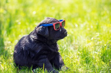 Yaz bahçesinde yeşil bir çimenlikte otururken güneş gözlüklerinden bakan komik labrador av köpeği.