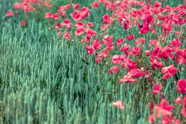 Amapolas Florecientes Borde Campo Trigo Wild Poppies Papaver Fondo Naturaleza — Foto de Stock