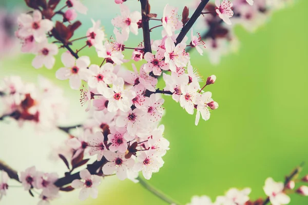 Rama Floreciente Del Árbol Sakura Primavera Naturaleza Fondo —  Fotos de Stock