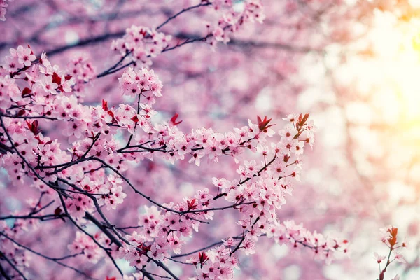 Çiçek Açan Sakura Ağacı Bahar Doğası Arka Planı — Stok fotoğraf