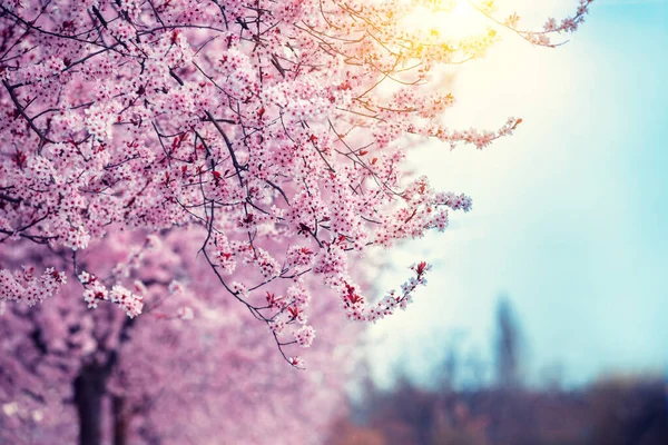 Çiçek Açan Sakura Ağaçlarıyla Dolu Bir Cadde Bahar Doğası Arka — Stok fotoğraf