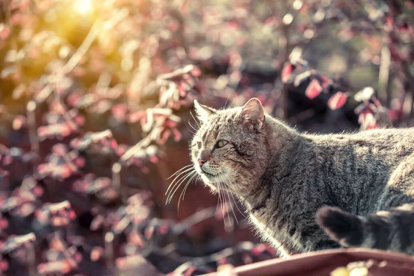 Retrato Gato Livre Primavera Gato Sentado Pomar Perto Árvore Flor — Fotografia de Stock