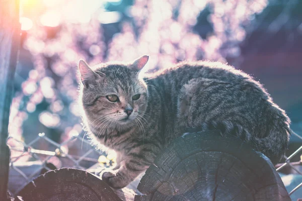 야외에 고양이의 정원에 고양이 — 스톡 사진