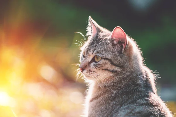Портрет Кошки Открытом Воздухе Солнечный Летний День — стоковое фото