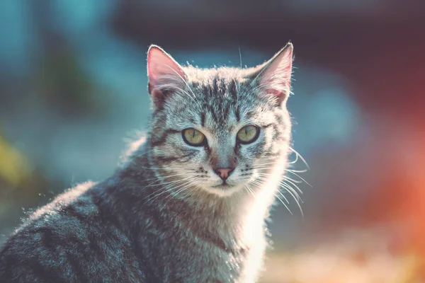 Portrait Chat Plein Air Par Une Journée Ensoleillée Été — Photo